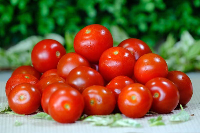 fresh ripe cherry tomatoes