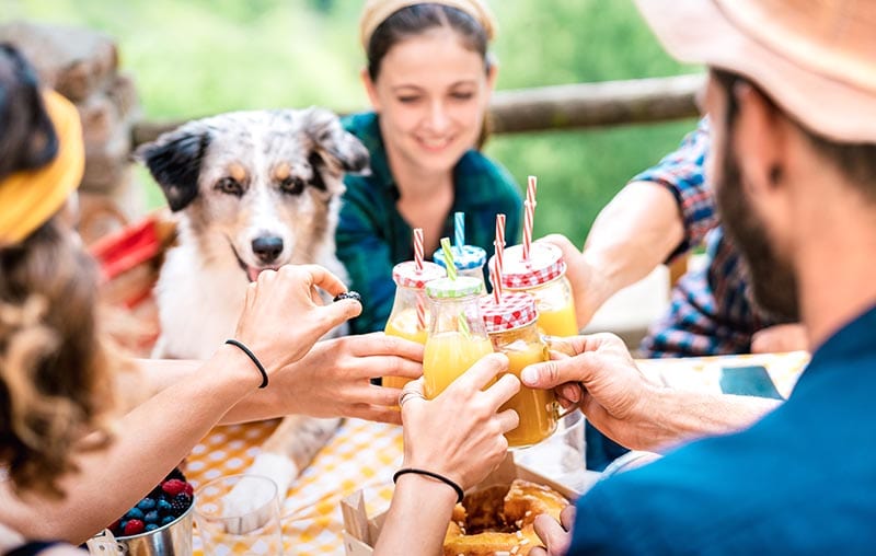friends with dog toasting healthy orange fruit juice at countryside picnic