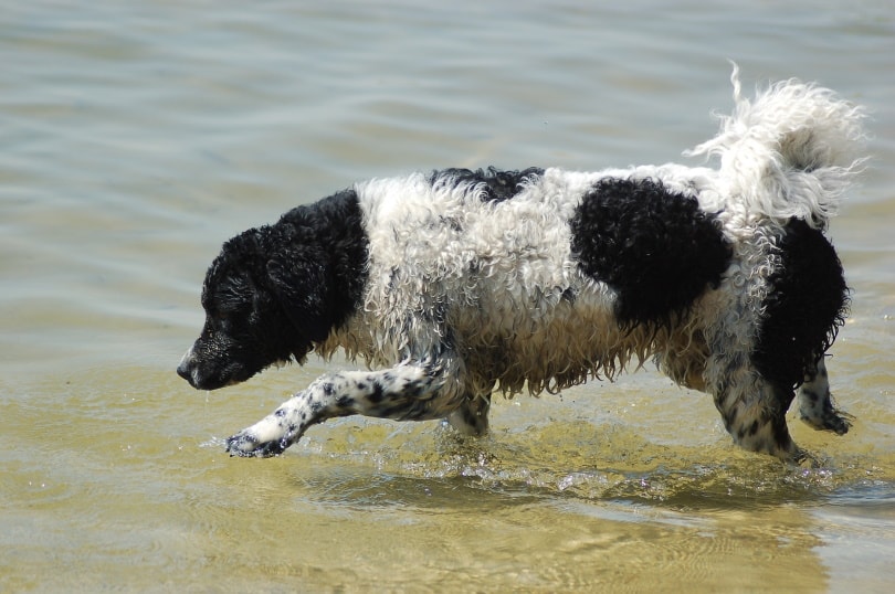 frisian water dog