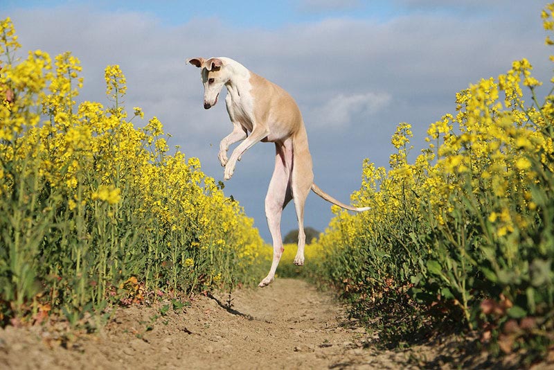 funny brown galgo is jumping in a yellow rape seed field