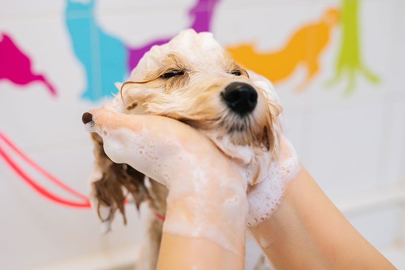 funny curly Labradoodle dog bath