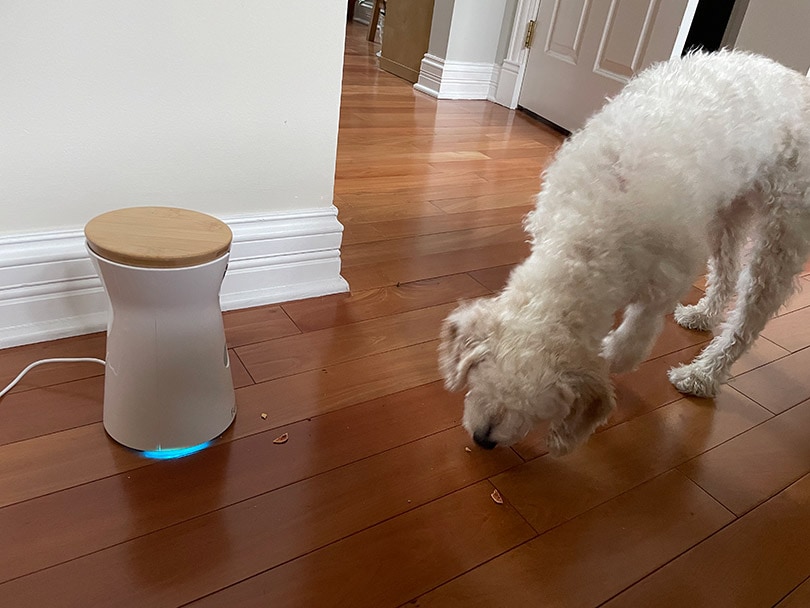 furbo 360 camera tossing treat to the dog