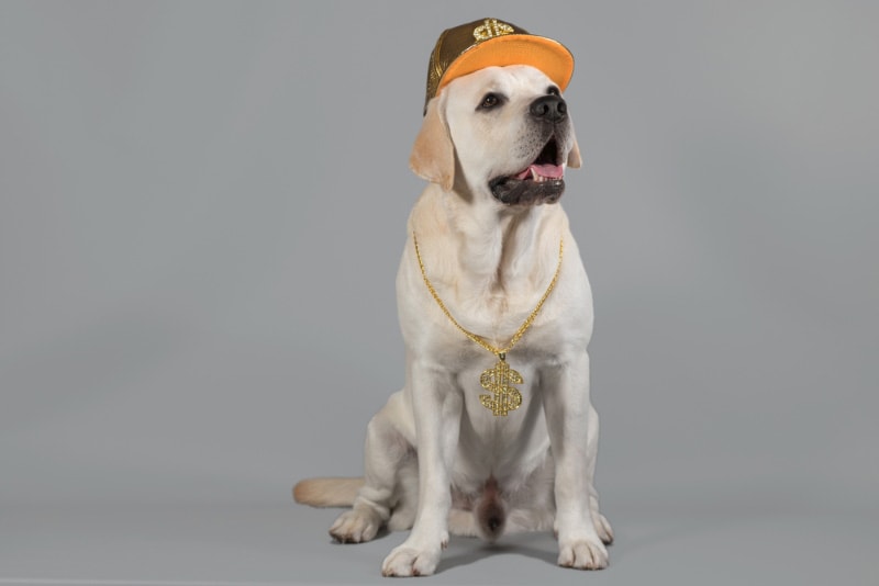 gangster looking labrador dog wearing hip hop outfit