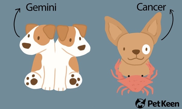 PK_What Does Your Dogs’ Zodiac Signs Say About Their Personality