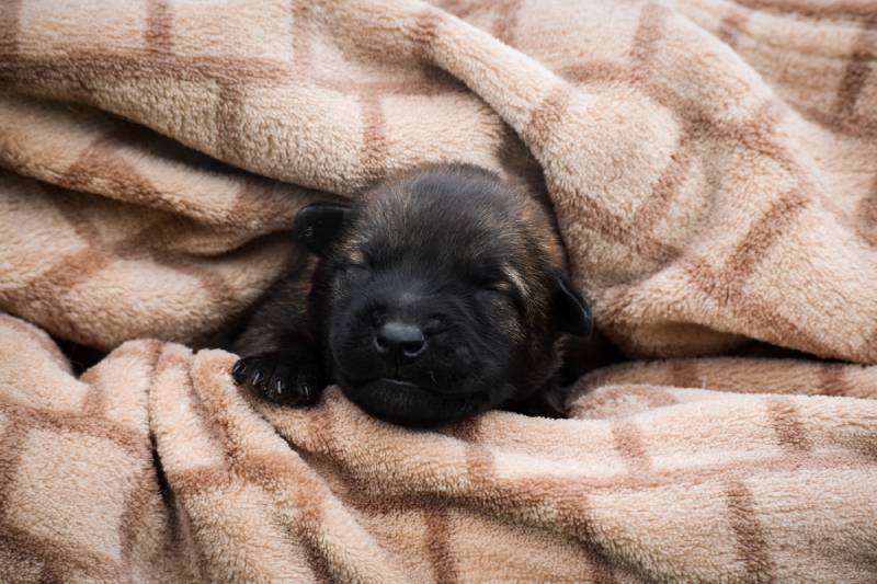 german malinois puppy sleeping in a blanket