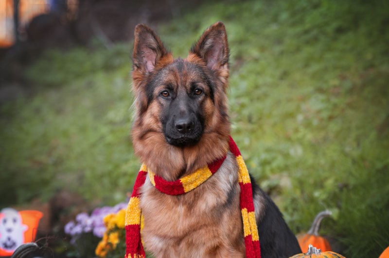 german shepherd dog in harry potter gryffindor scarf