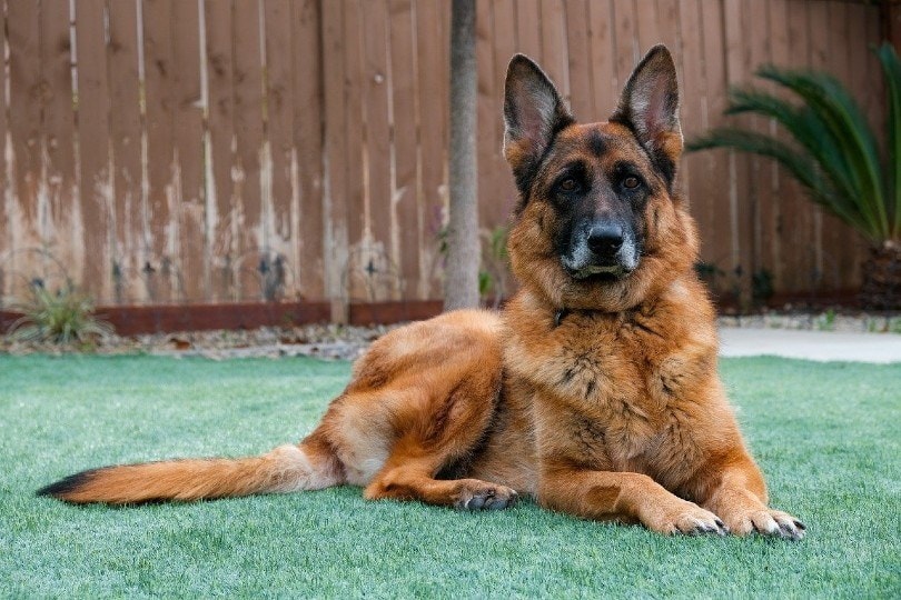 What Were German Shepherds Bred For? History, War & Today – Dogster