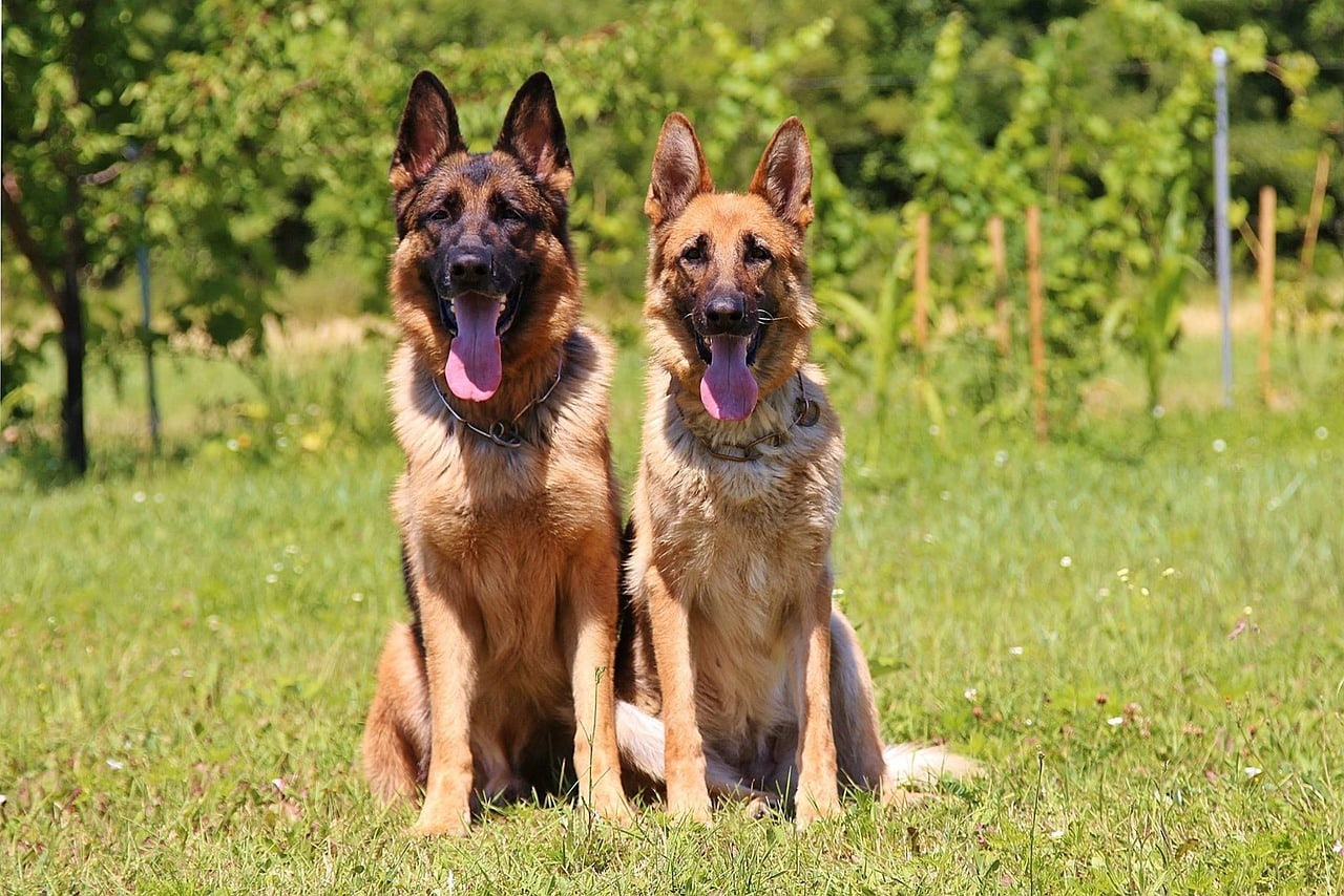 german shepherd dogs sitting on grass