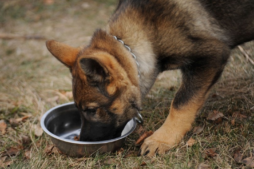 a German shepherd eating dog food outdoors