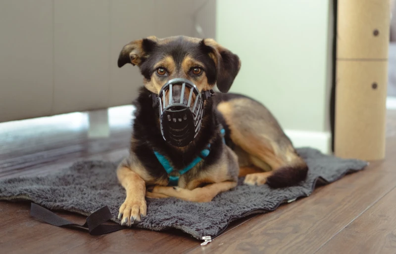 german shepherd with a muzzle lying down on a dog bed indoors