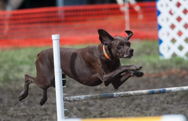 german shorthaired dog jumping a hurdle on an agility course