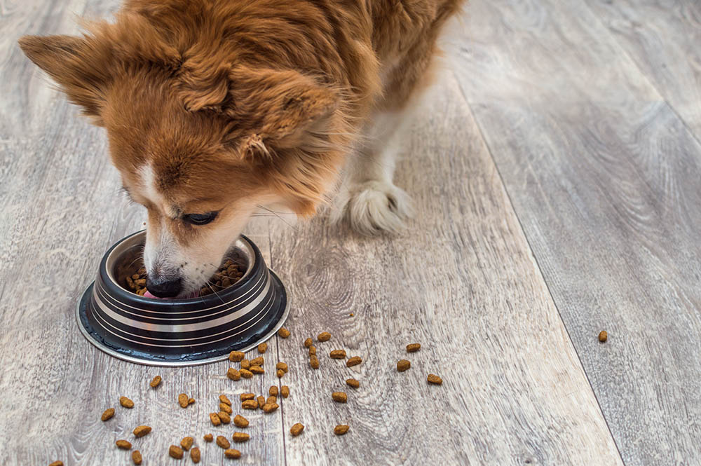A dog eating dog food