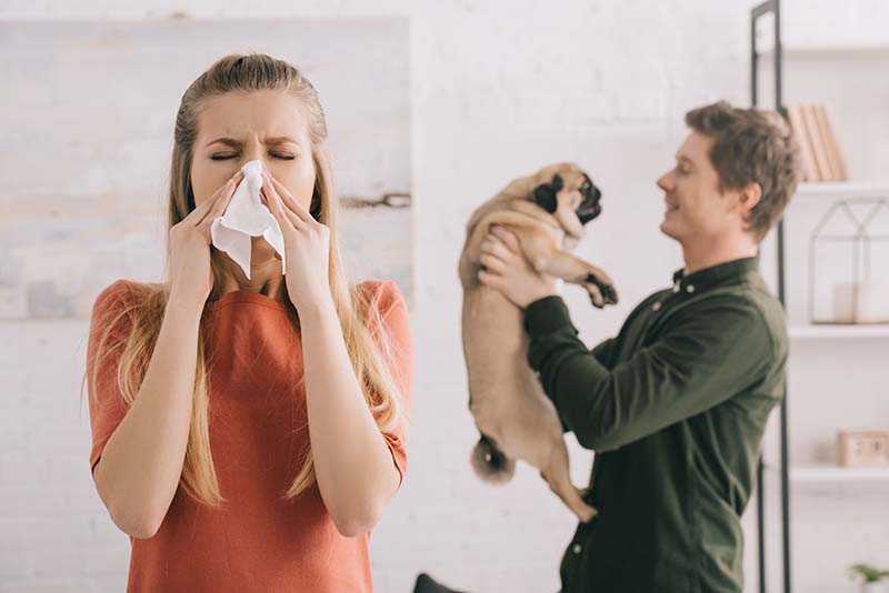 girl allergic to dog sneezing in white tissue near cheerful man holding pug