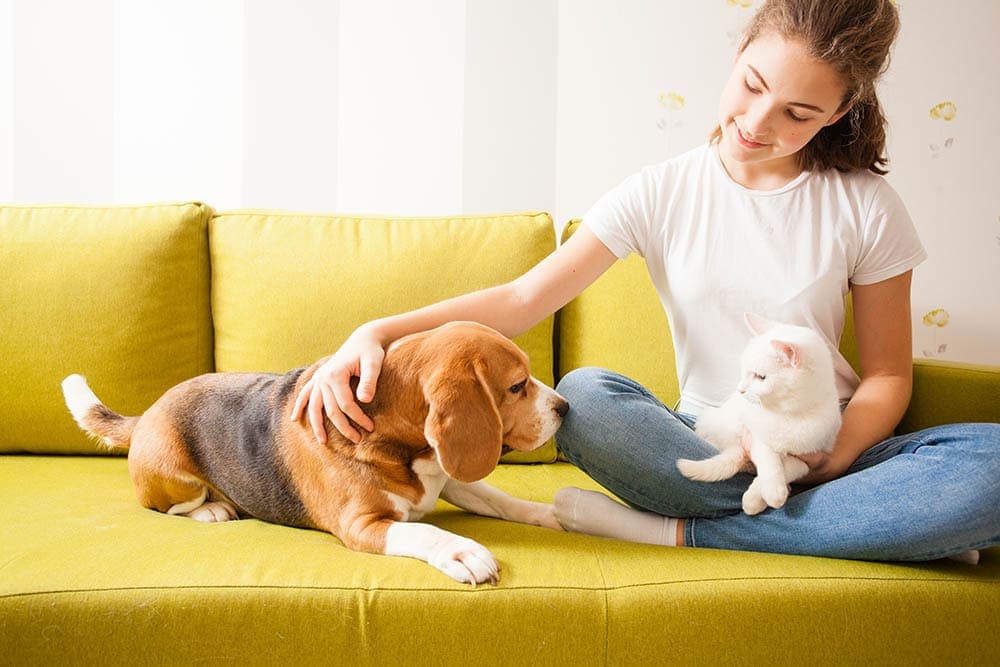 girl introducing cat to a beagle