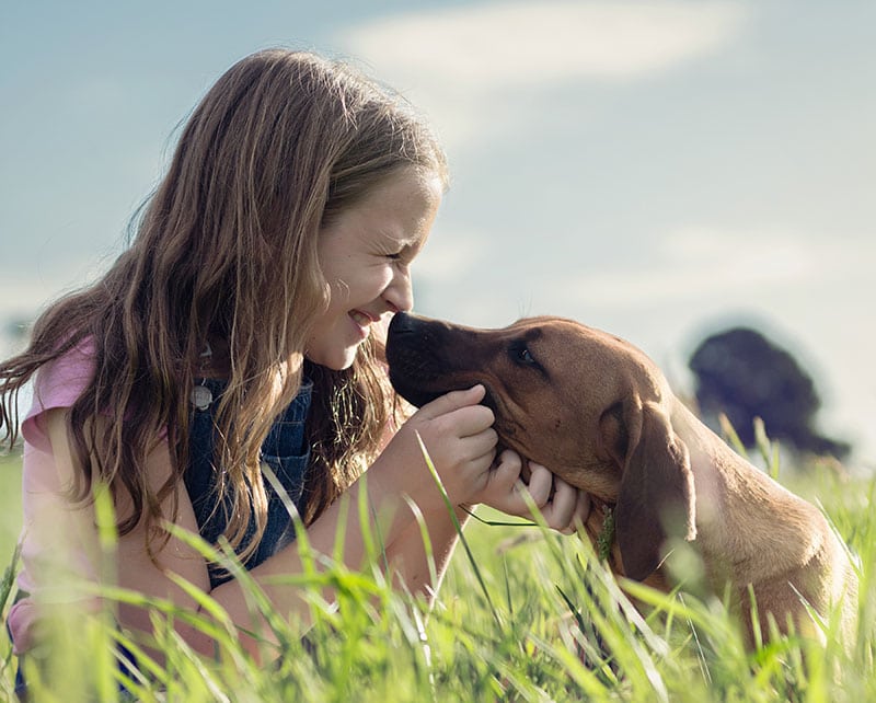 girl playing with rhodesian ridgeback dog in the field