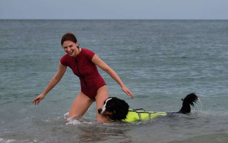 girl teaches her bernese mountain dog to swim in sea in special life jacket