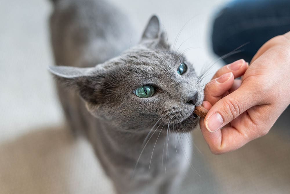 giving russian blue cat a treat