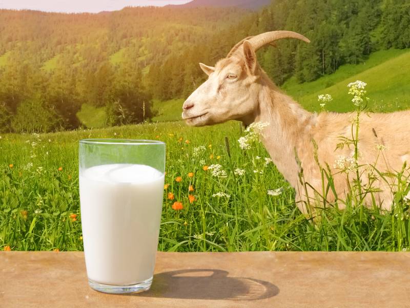 glass of goat milk on a wooden table and a white goat in the Altai mountains in summer