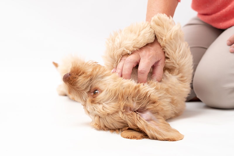 golden cockapoo puppy being tickled on his belly