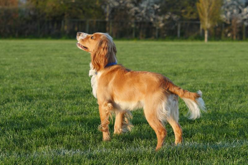 golden cocker spaniel dog standing in a field
