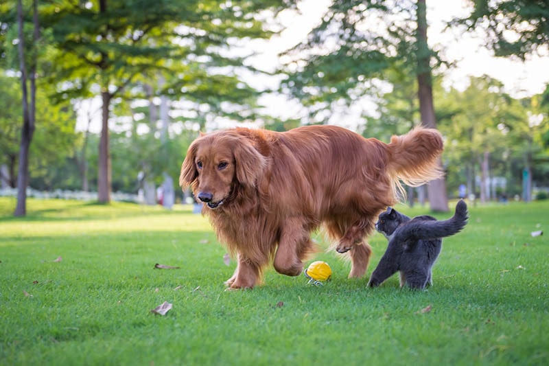 golden retriever and british shorthair cat playing together