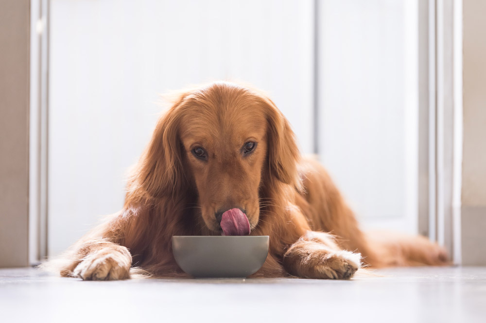 golden retriever dog eating