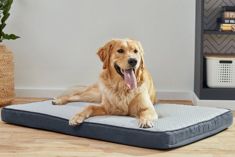 golden retriever dog on a cooling mat at home