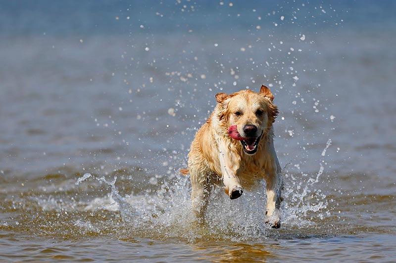 Taking Your Dog to the Beach: 10 Tips for a Fun & Safe Trip – Dogster