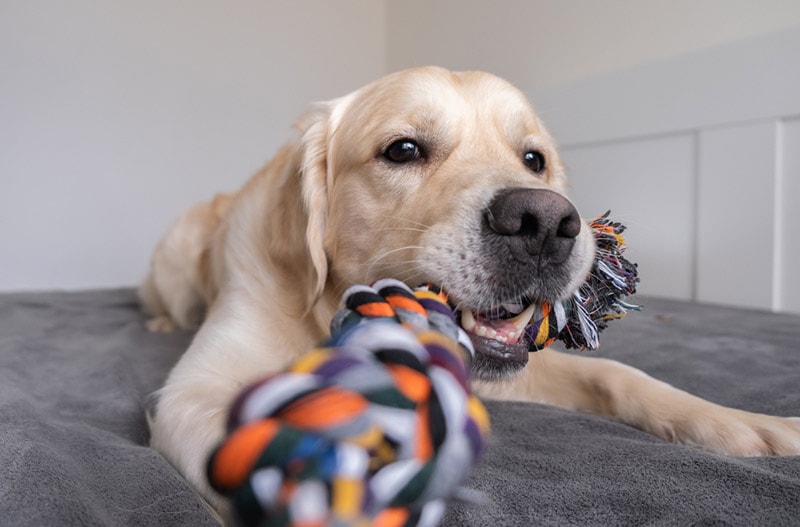golden retriever dog with a colored rope toy in his mouth
