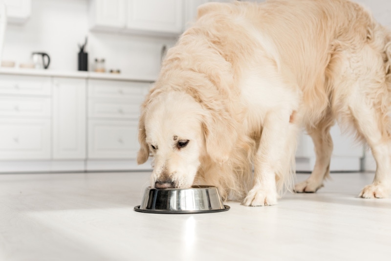 golden retriever comendo comida de cachorro em uma tigela de metal