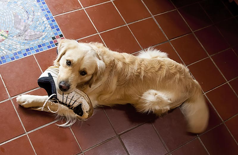 golden retriever holding a boot in its mouth