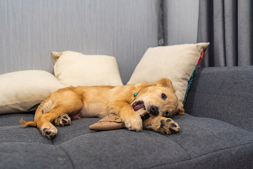 golden retriever puppy biting a shoe on sofa