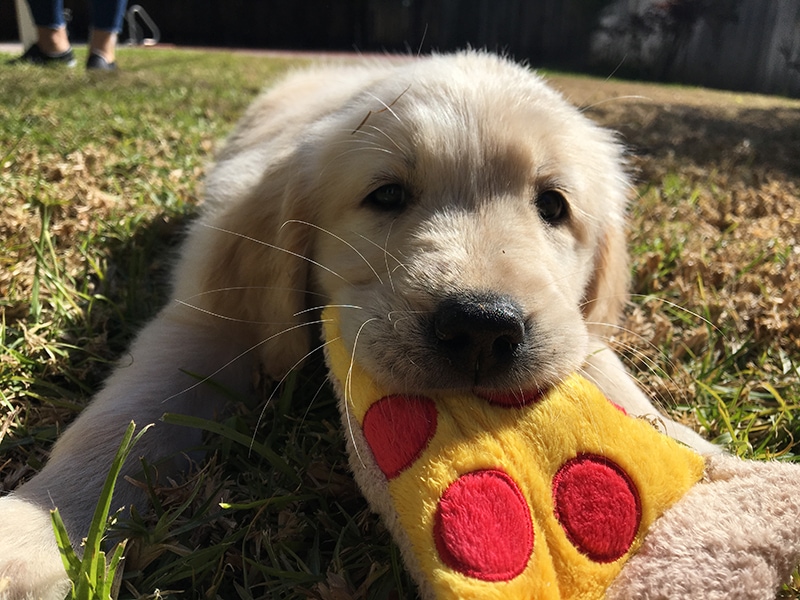 Golden retriever puppy biting its pizza toy
