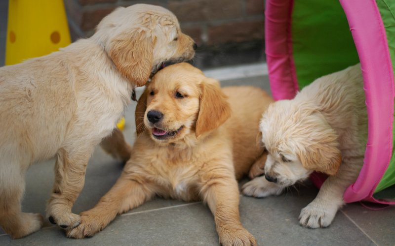 golden retriever puppy dogs having fun playing