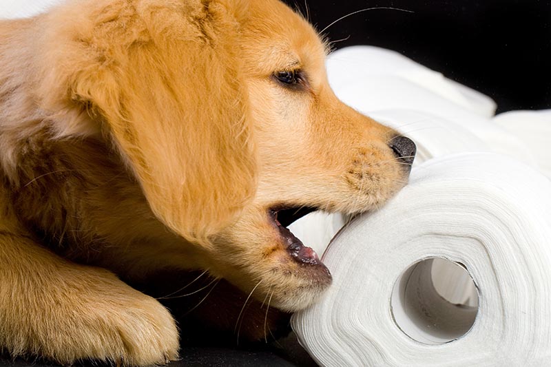 golden retriever puppy trying to chew tissue