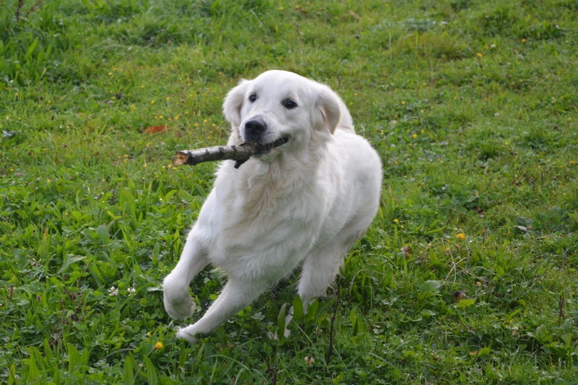 golden retriver carrying tree branch in his mouth