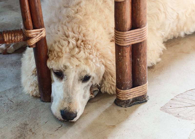 goldendoodle dog lying down on the floor under the table