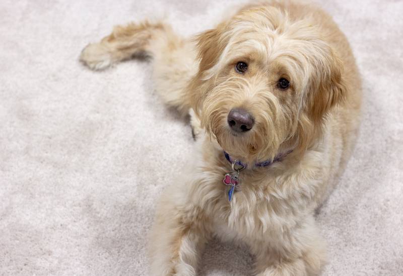 goldendoodle dog posing for the camera