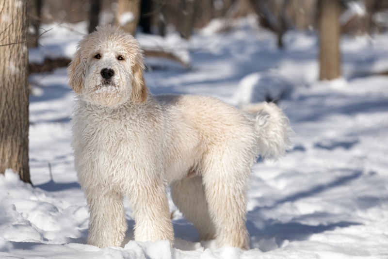 goldendoodle dog standing in snow covered forest