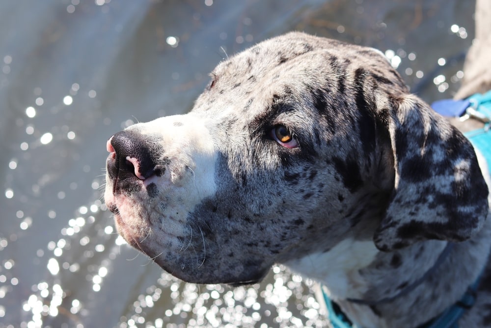 great dane male merle dog in the water shines
