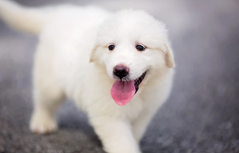 great pyrenees puppy dog