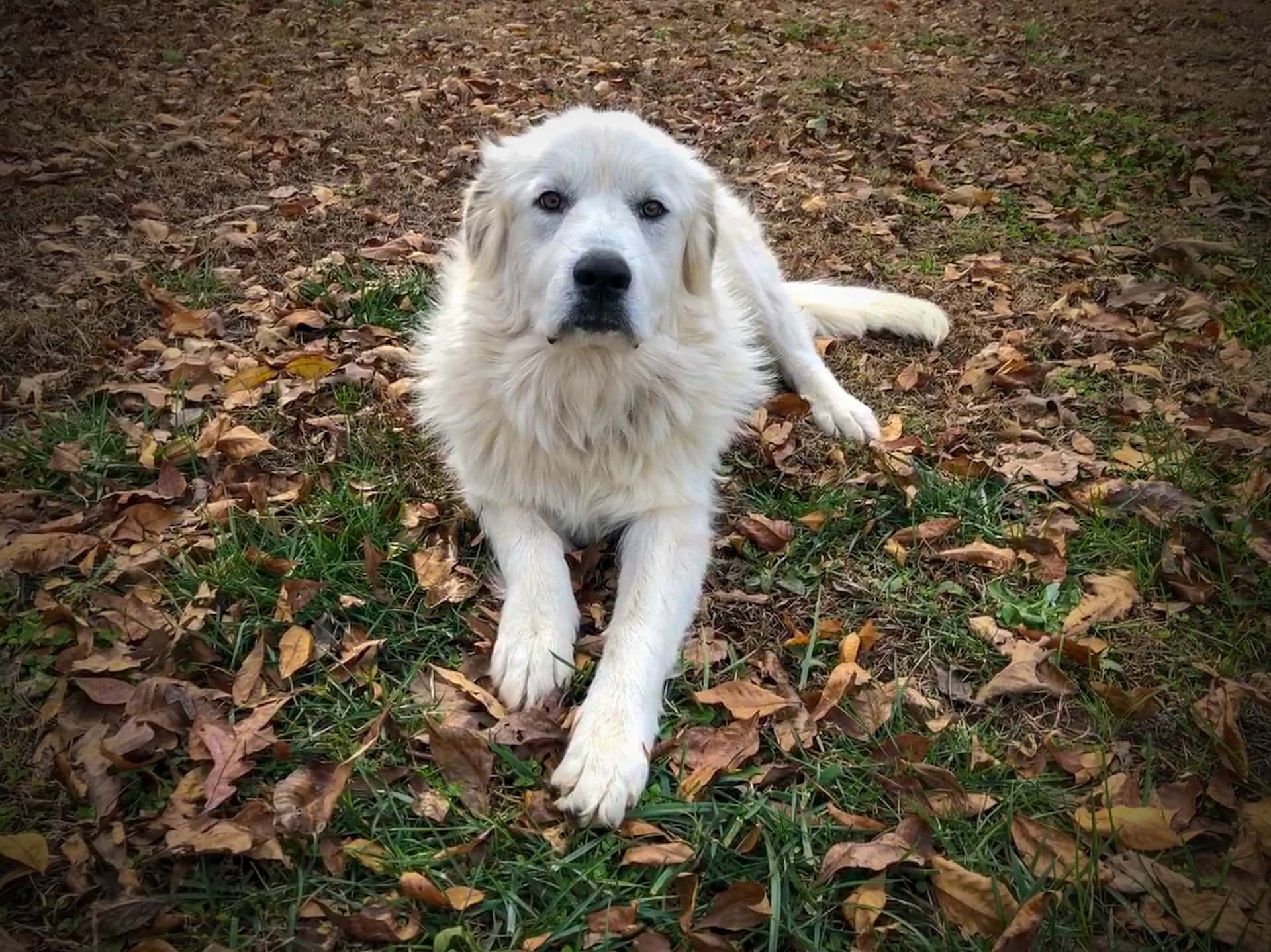 great pyrenees sitting in grass