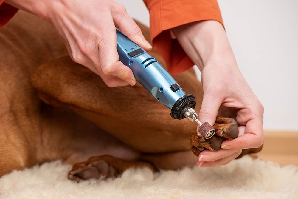 10 Best Large Dog Nail Clippers in 2024 — Reviews & Top Picks – Dogster
