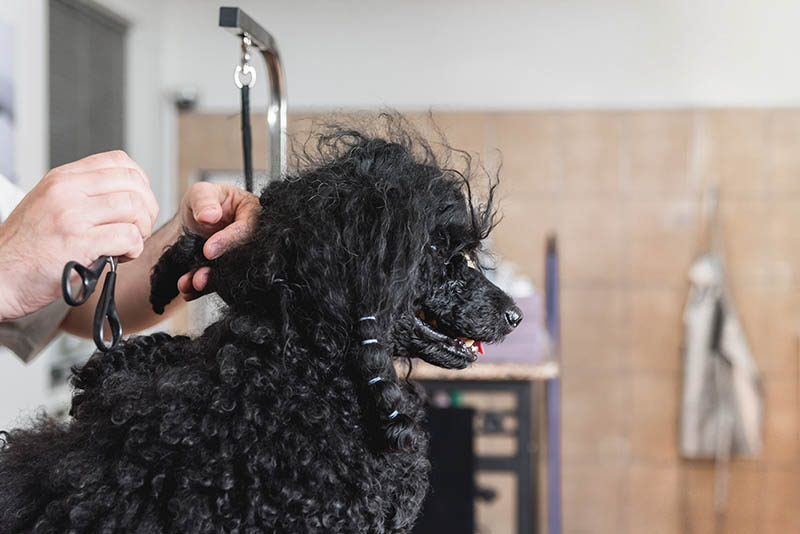 grommer cutting dogs tangled hair