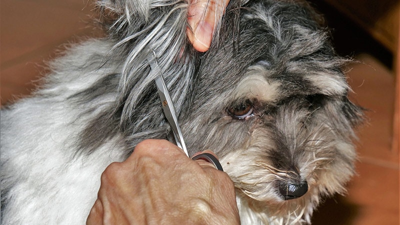 groomer trimming the hair on the ears of havanese dog