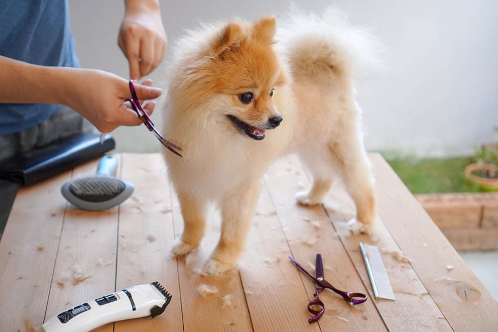 35 Pomeranian Haircuts for Dog Lovers