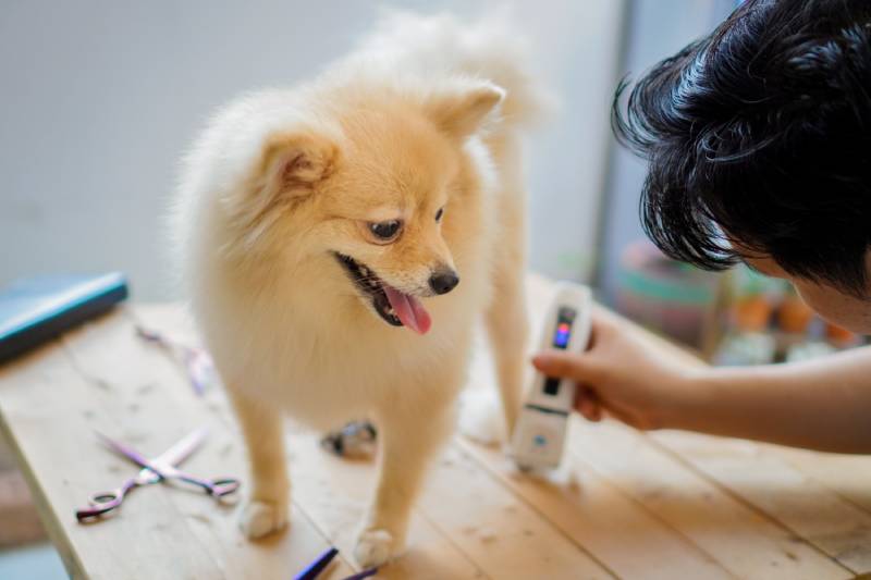 grooming or cut a dog hair a pomeranian or small dog breed with a hair clippers