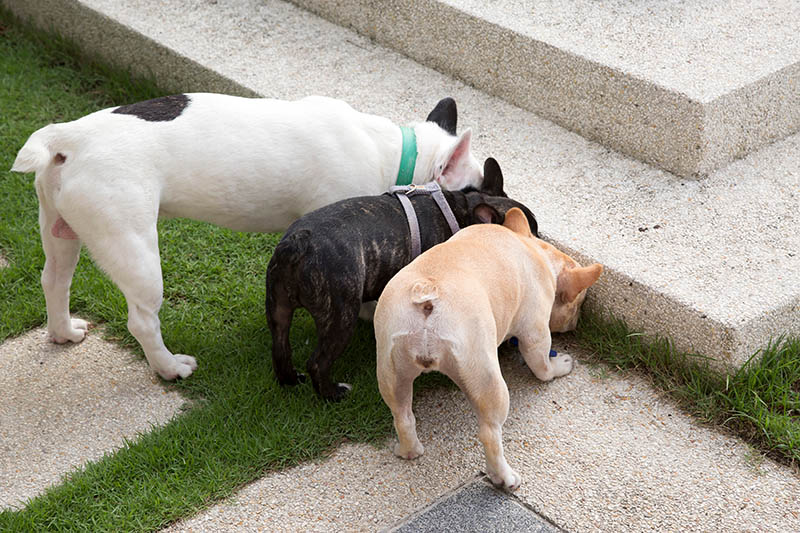 group of three french bulldogs smelling something at the edge of the stairs