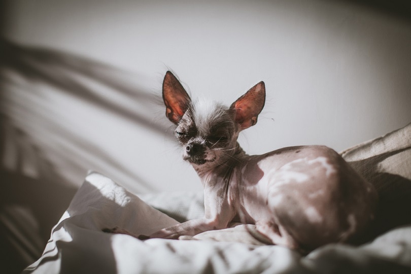 hairless and chihuahua mix_Rosa Jay_shutterstock (2)