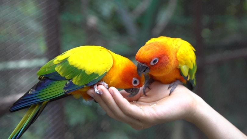 hand holding and feeding parrots